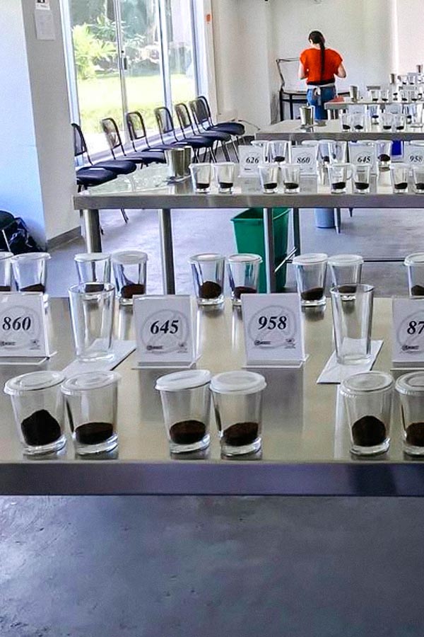 Рекордна кількість лотів отримала понад 90 балів на Cup of Excellence у Колумбії